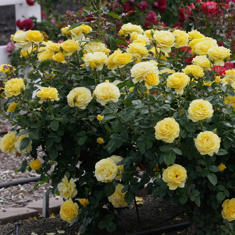 Doris Spring Doris Day™ Floribunda Fortuniana Rose – Spring Hill Nursery
