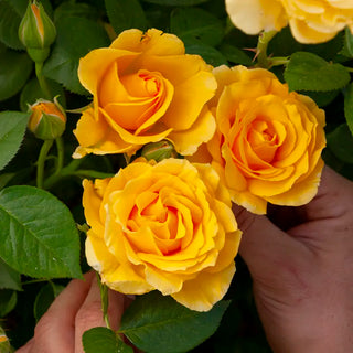 Doris Day™ Floribunda Fortuniana Rose