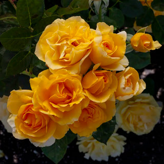 Doris Day™ Floribunda Fortuniana Rose