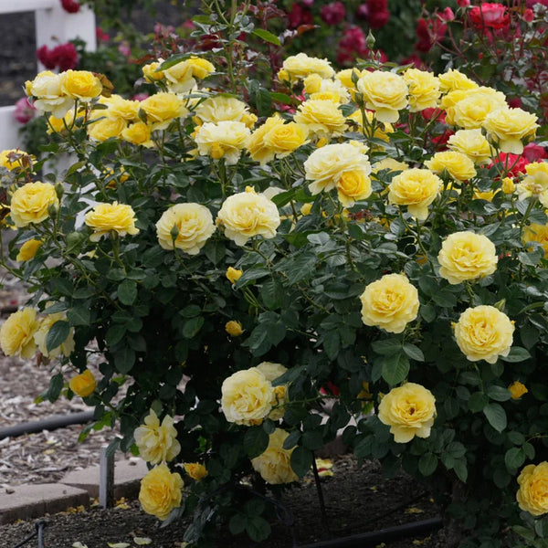 doris day rubber tree plant Doris Day™ Floribunda Fortuniana Rose – Spring Hill Nurseries