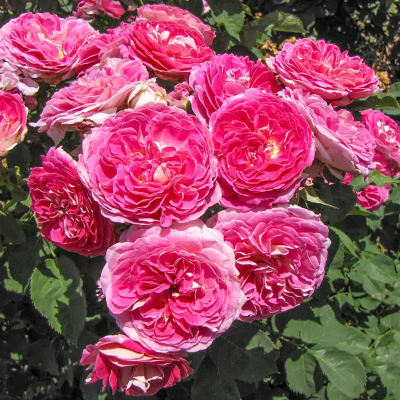 Floribunda Roses - Beautiful Floribundas for Sale | Spring Hill ...