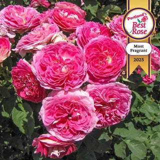 Fashion Forward™ Floribunda Rose