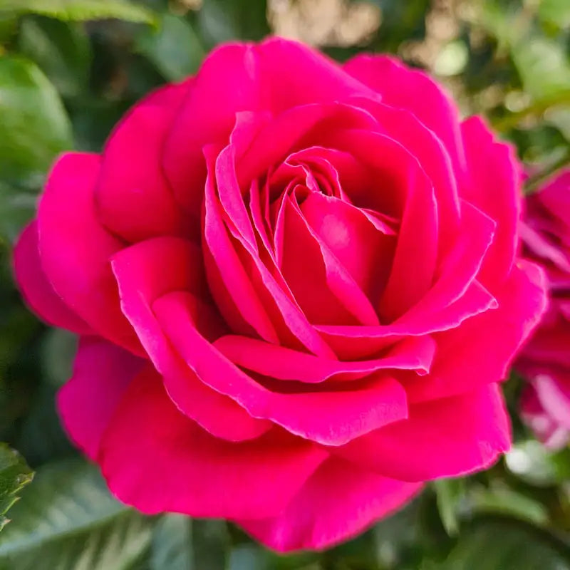 Nothing But Class Hybrid Tea Rose | Spring Hill Nurseries