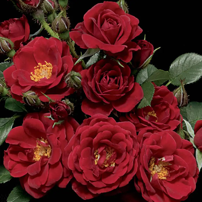 indoor rose plants Warm & Fuzzy™ Miniature Rose – Spring Hill Nurseries