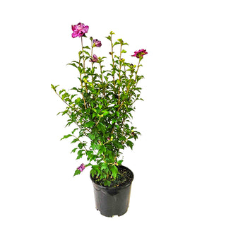 Blueberry Smoothie™ Hibiscus