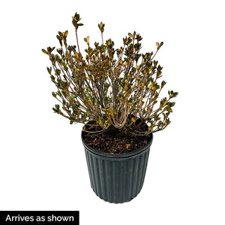 Azalea Girard Pleasant White