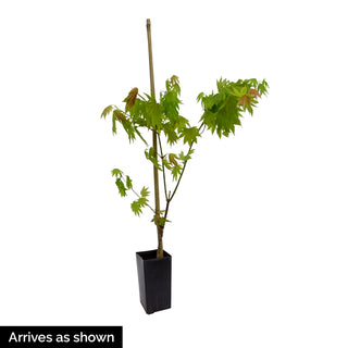 Mikawa Yatsubusa Japanese Maple