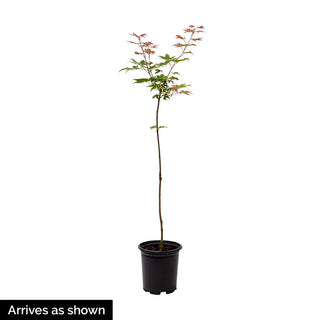 Skeeter’s Broom Japanese Maple