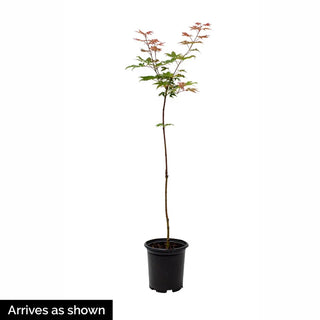 Orange Flame Japanese Maple