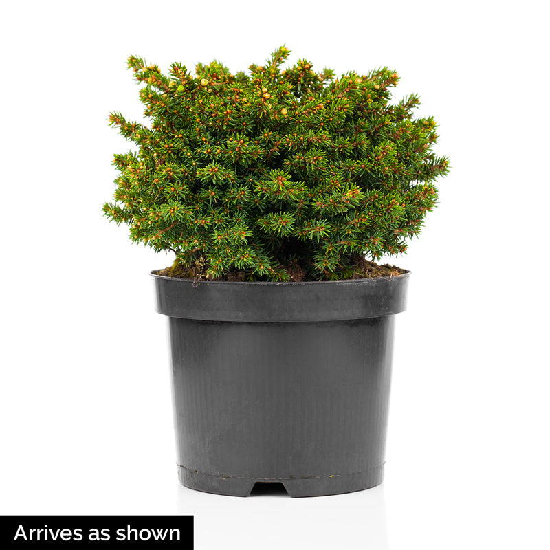 norway spruce house plant 3 Gal. Pot, Little Gem Spruce Bush Potted Evergreen Shrub (1-Pack)
