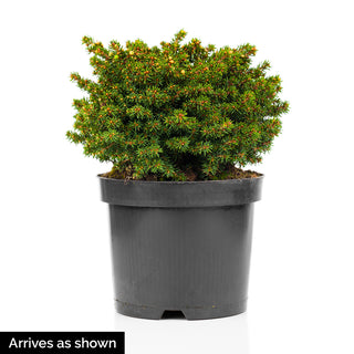 Little Gem Norway Spruce