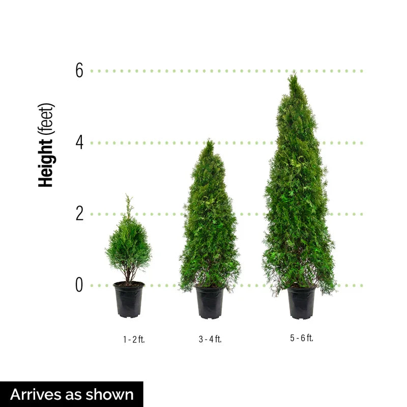 Degroot's Spire Upright Arborvitae Hedge - 10 Plants - 1-2 ft | THUJA OCCIDENTALIS 'DEGROOT'S SPIRE' | Zone 2-7 | Full Sun