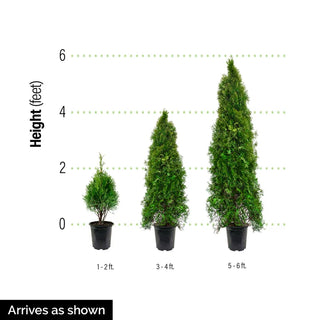 Pyramidal Arborvitae Hedge