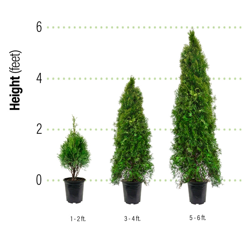 Green Giant Arborvitae Buy Thuja Green Giant Hedge Spring Hill