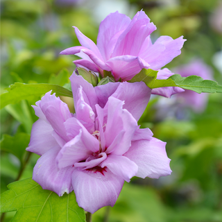 Ardens Hardy Hibiscus Standard Tree