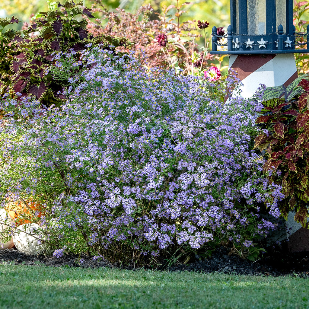 Asterspring Branches Wow Aster in Blue - Shop Blue Asters | Spring Hill Nursery