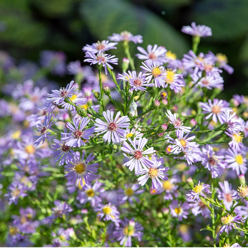 Wow Aster in Blue - Shop Blue Asters | Spring Hill Nursery Wow Aster in Blue - Shop Blue Asters | Spring Hill Nursery