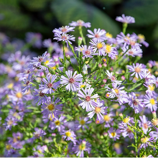 Wow! Aster Blue