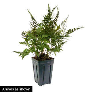 Brilliance Autumn Fern