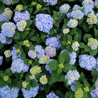 Ibloom™ Azure Skies™ Hydrangea