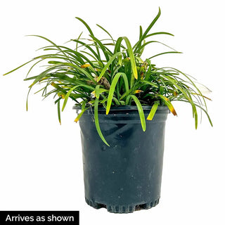 Variegated Liriope