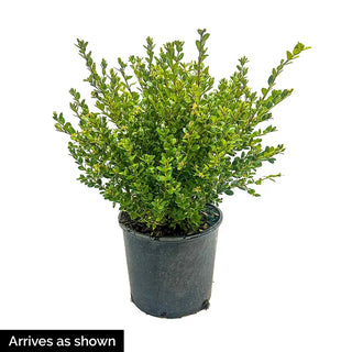 Boxwood Green Mountain