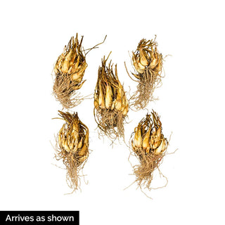 Double Tuberose The Pearl