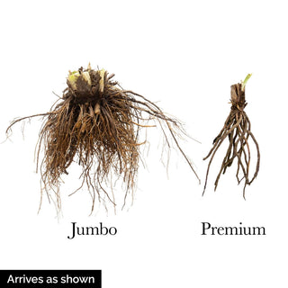 Dwarf Double Persimmon Daylily