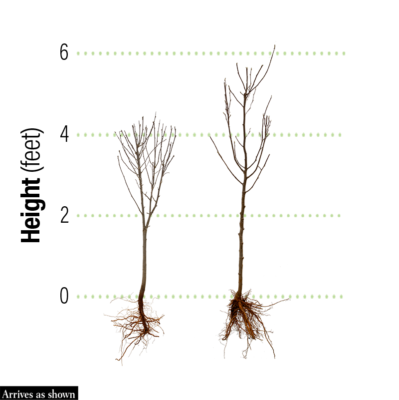 Kindred Roots Kindred Spirit Oak Tree β Spring Hill Nursery