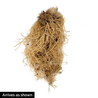 Pippa’s Purple Hellebore