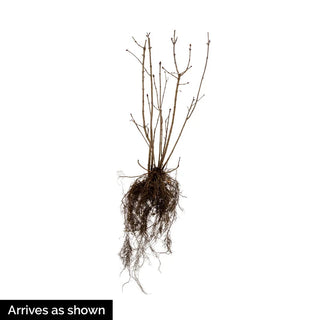 Madame Lemoine Lilac