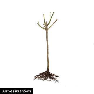 Ebb Tide™ Floribunda Rose