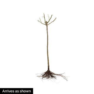 Ebb Tide™ Floribunda Rose