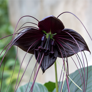 Black Bat Flower