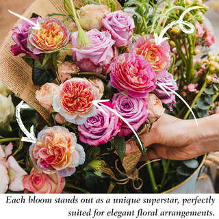 Pop Art™ Grandiflora Rose