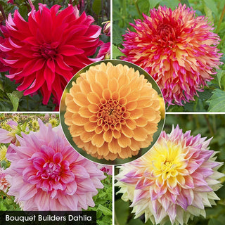 Dahlias