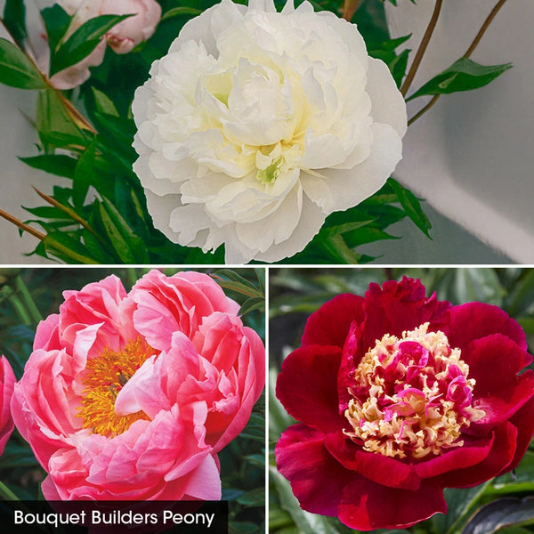 Bouquet Builders Peony Collection
