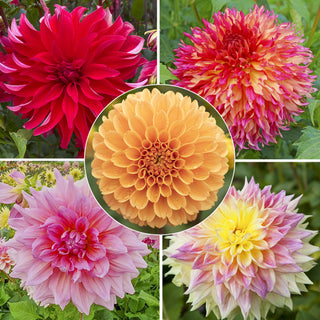 Bouquet Builder's Dahlia Collection