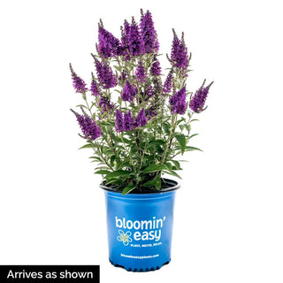 Birthday Cake™ Butterfly Bush