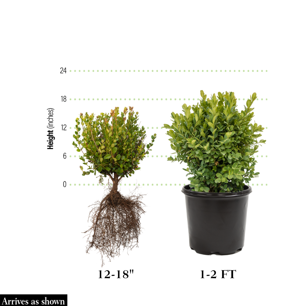 boxwood house plant Green Mountain Boxwood