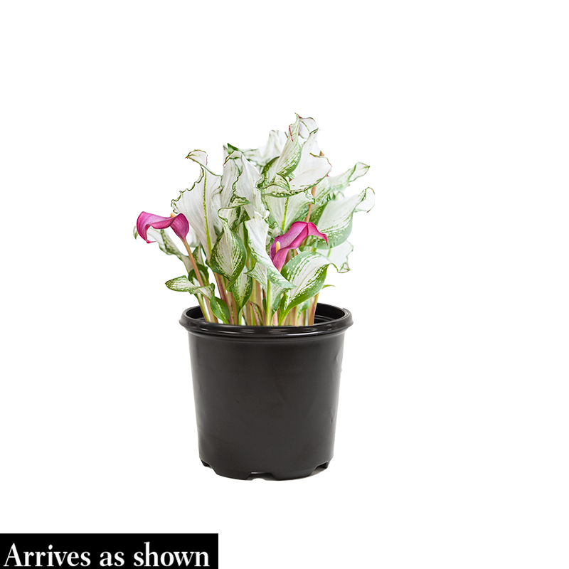 peace lily frozen Frozen Queen Calla Lily – Spring Hill Nurseries