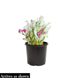 Frozen Queen Calla Lily