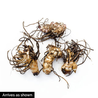 Phasion Variegated Canna Lily