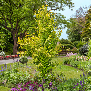 Claim Jumper Katsura Tree