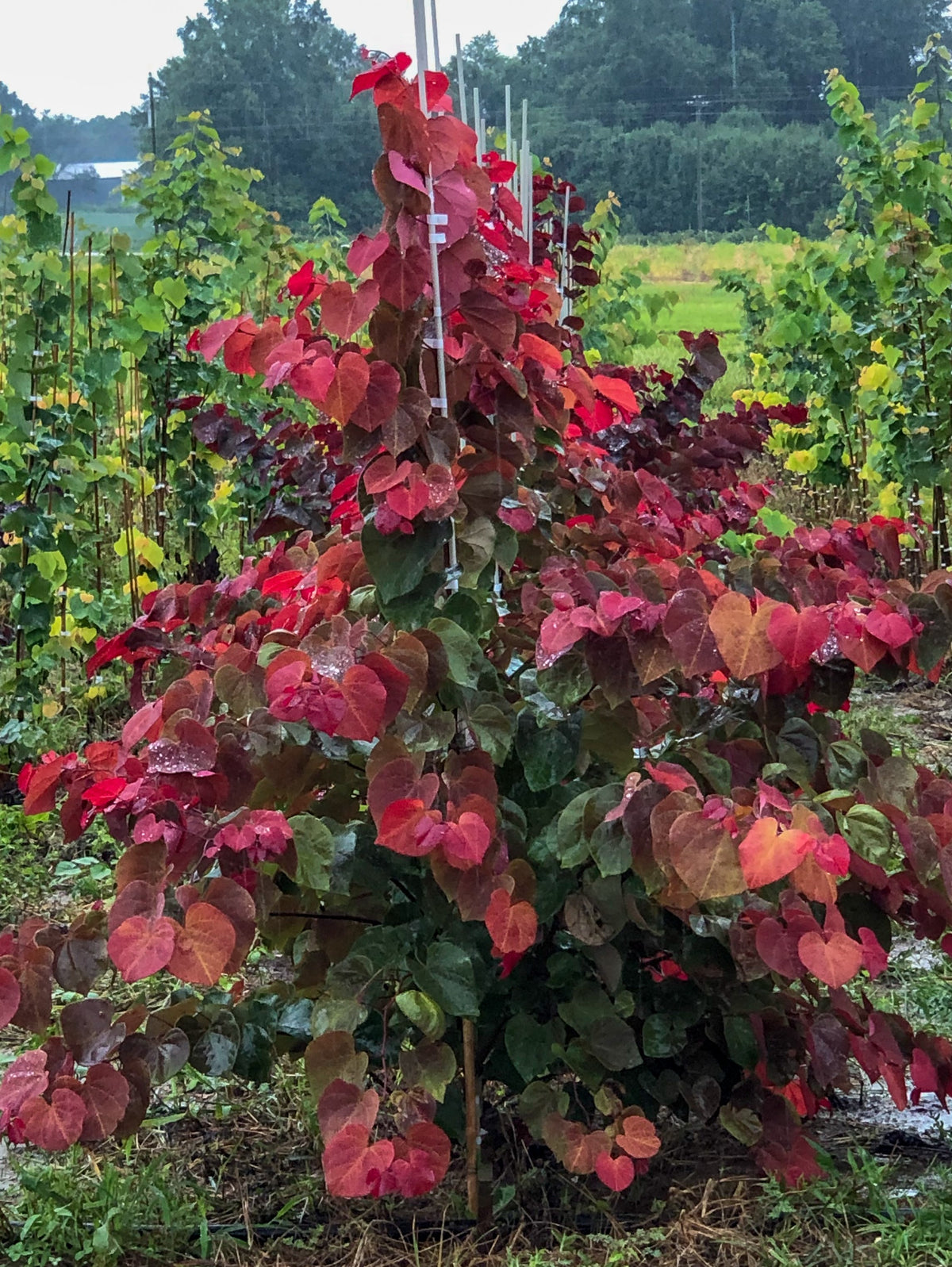 Hearts A'Fire Redbud - Shop Redbud Trees | Spring Hill