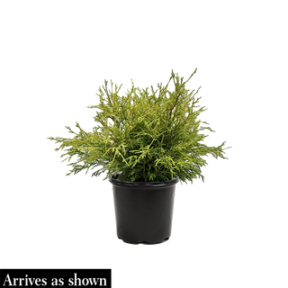 Golden Mop Falsecypress