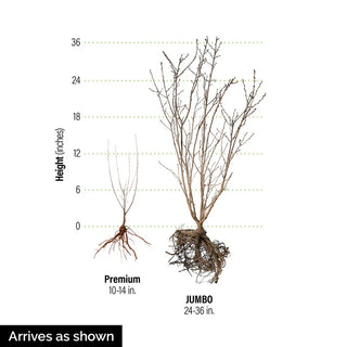 Romeo™ Dwarf Cherry Tree