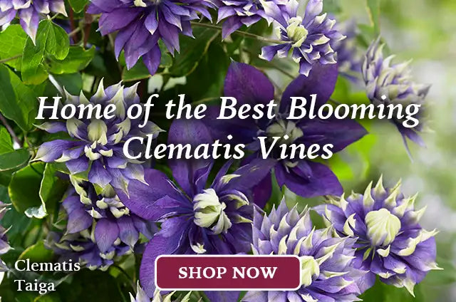 Clematis & Vines