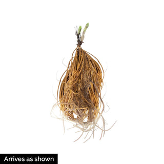 Clematis China White