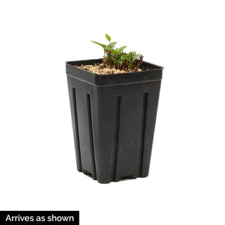 Clematis Picardy™ Flora™